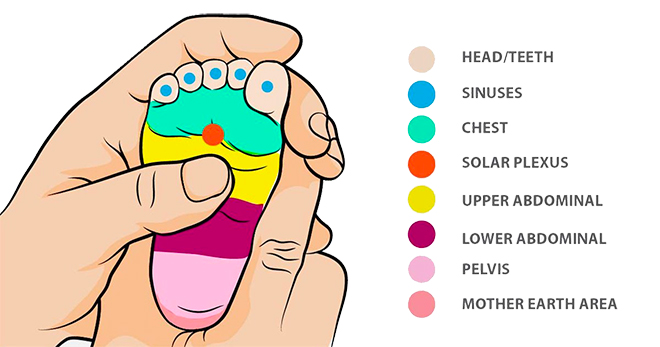 Illustration showing the zones to press on a baby's foot for reflexology