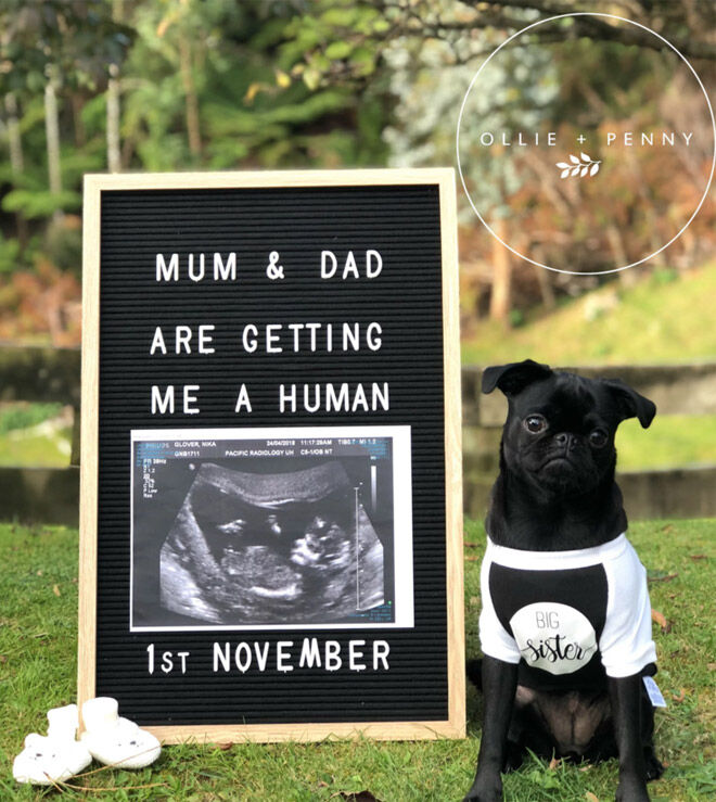 Pet pregnancy announcement ideas