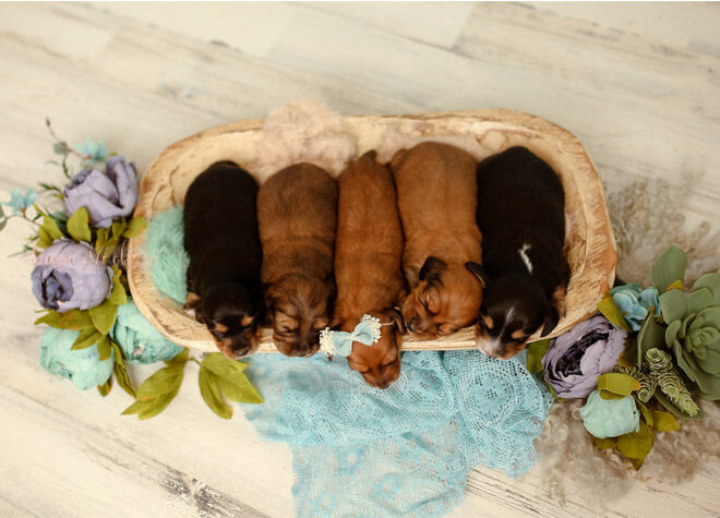 Dachshund newborn pup photos