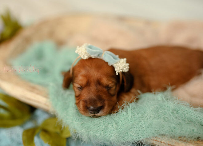 Dachshund puppy newborn photo shoot