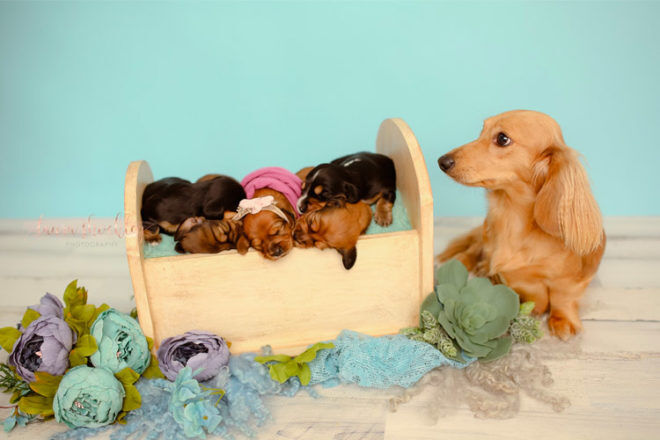 Sausage dog maternity newborn photo shoot