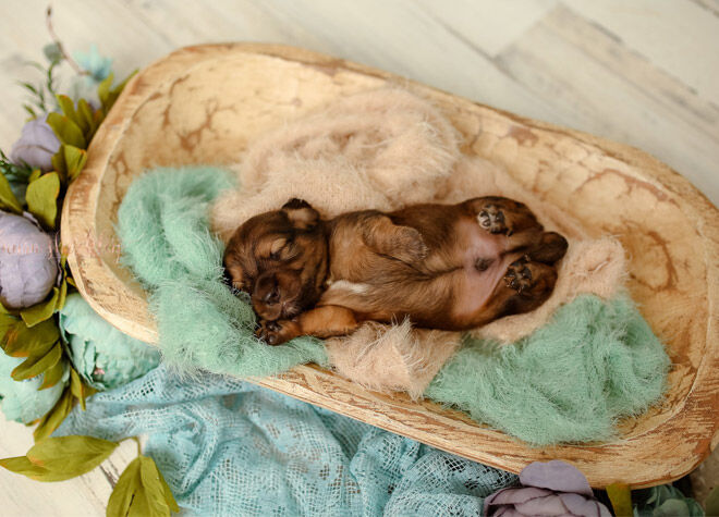 Puppy newborn photo shoot