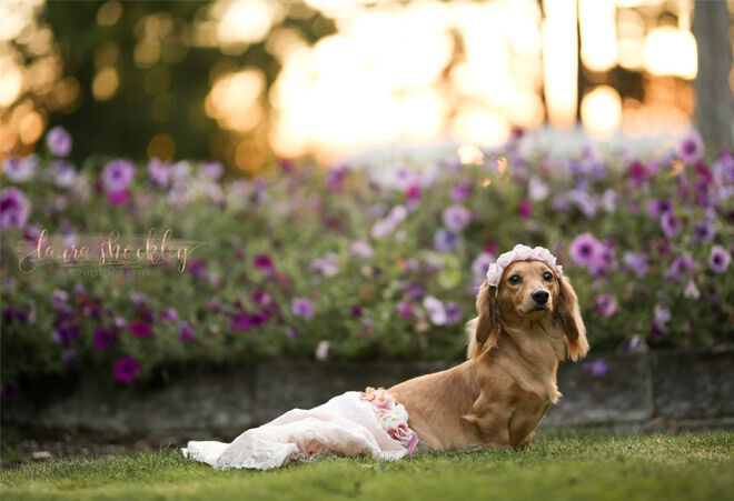 Maternity photo shoot for dogs