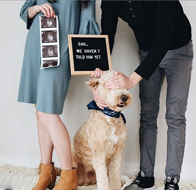 Goldendoodle Gus pregnancy announcement
