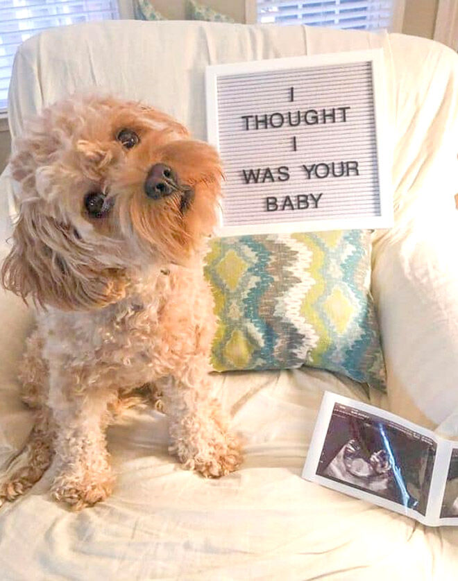 How to do a pregnancy announcement with your dog Pinterest