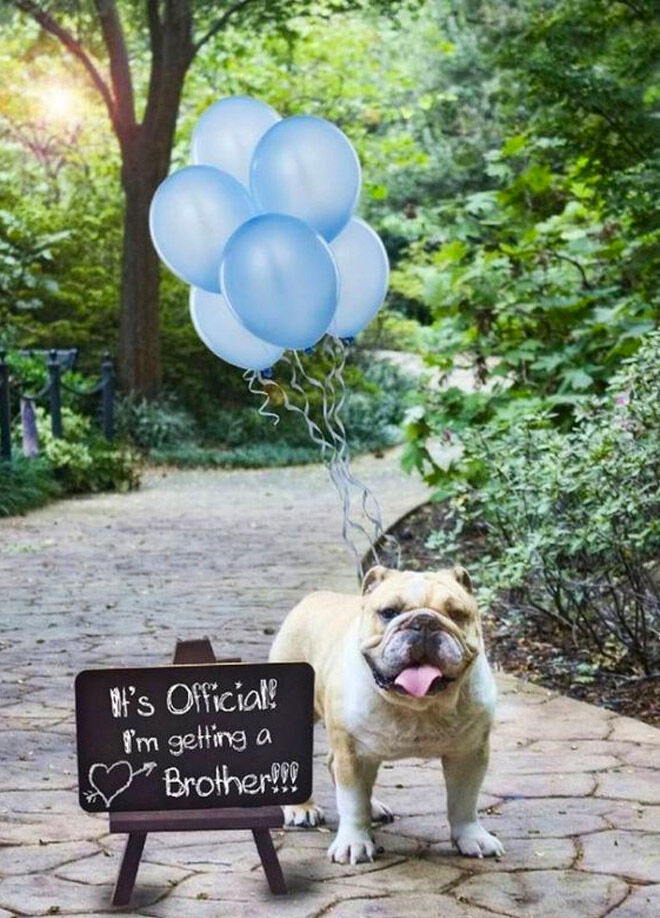 Pregnancy announcement with dog Pinterest