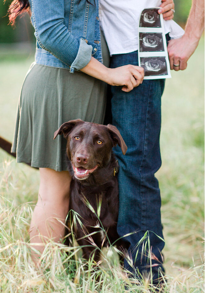 Pregnancy announcement with dog Amber Enos Photography