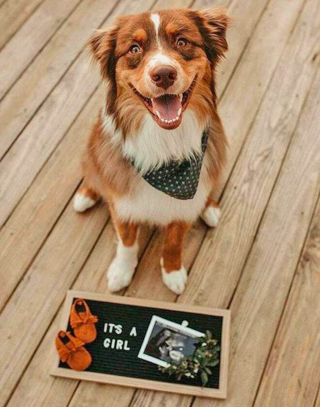 Pregnancy announcements with dogs The Aussie Maui