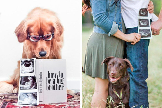 28 adorable ways dogs shared the pregnancy news | Mum's Grapevine