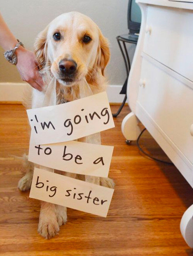 Labrador 'I'm going to be a big sister!'