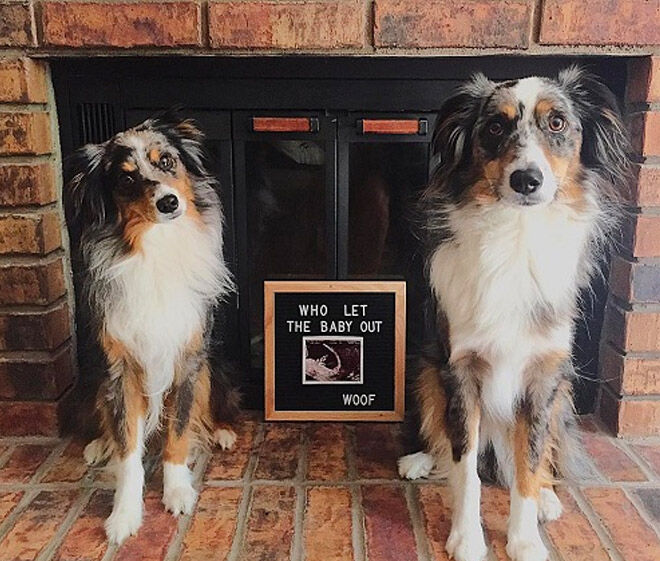 Pregnancy announcements with dogs