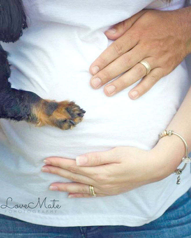 Pregnancy announcement with dog LoveMate Photography