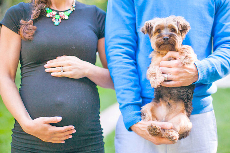 Pregnancy announcement ideas with dogs Meg Perotti