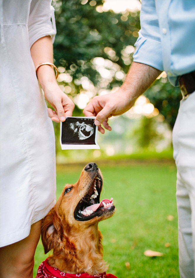 Pregnancy announcements with dogs Southern Tailwinds