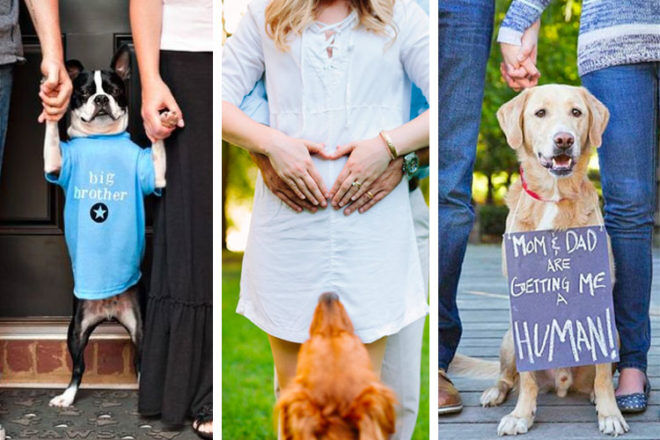28 dog pregnancy announcement ideas | Mum's Grapevine