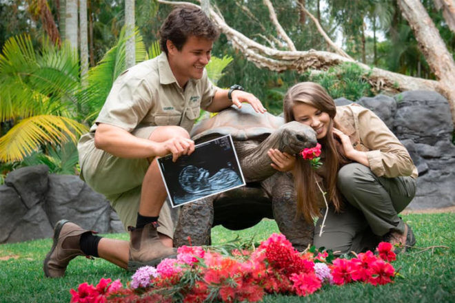 Bindi Irwin baby size of tortoise hatchling