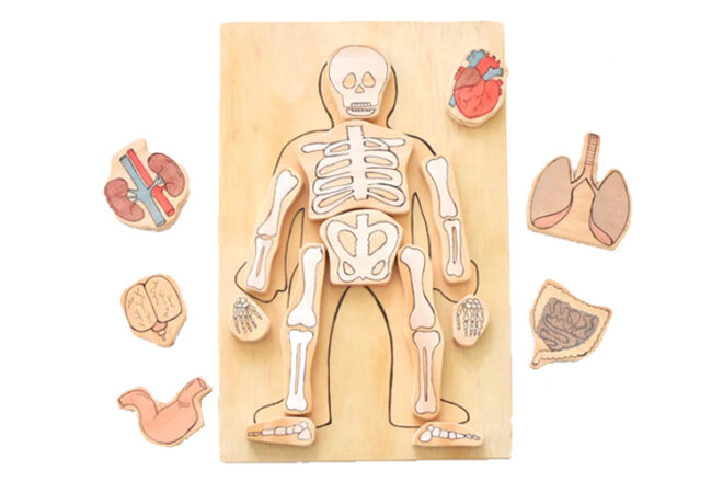 Land of Rhi Human Body Skeleton Playboard Puzzle