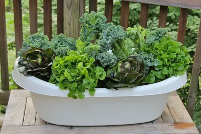 A baby bath that has been repurposed into a planter for the garden