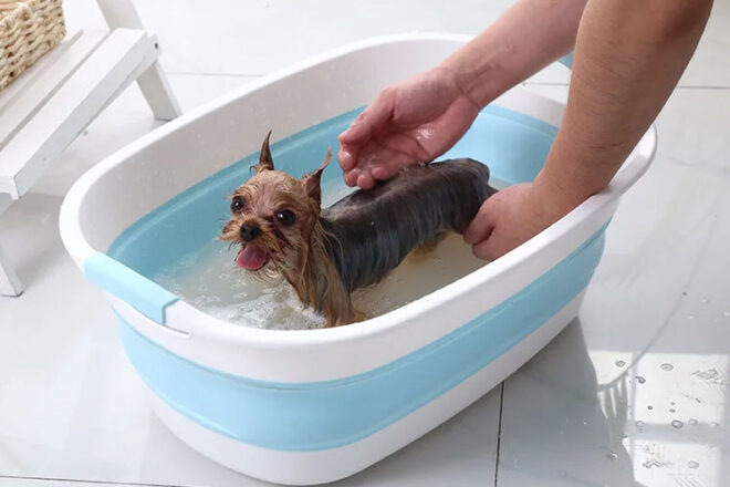 A dog being washing in a repurposed baby bath tub